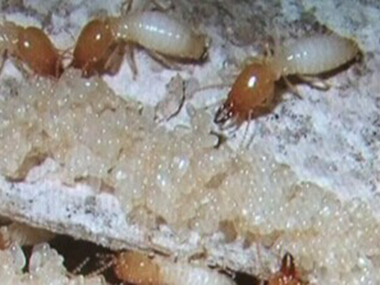 范湖白蚁防治公司房屋装修要不要做白蚁防治的预防