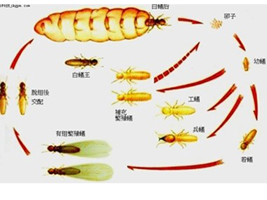 佛山白蚁防治公司白蚁的生活习性是什么