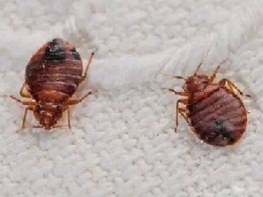 南边四害消杀中心家里有臭虫怎么办？如何杀臭虫