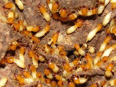 乐平防治白蚁公司家里为什么每年都会有白蚁危害