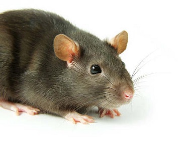 云东海杀虫灭鼠所农家乐预防老鼠的办法有哪些