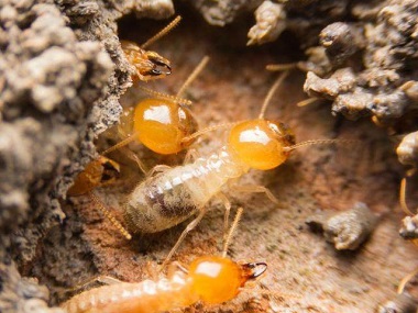 芦苞防治白蚁公司白蚁危害主要有哪些方面