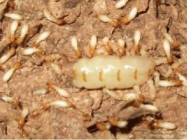 西南灭治白蚁公司白蚁专家告诉你白蚁危害散布在哪里