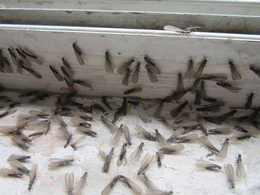 三水白蚁防治公司有效预防分飞白蚁危害的小知识