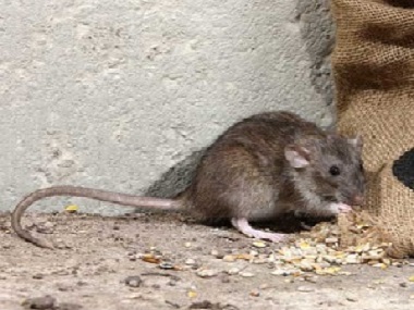 芦苞专业灭鼠中心发现家里有老鼠怎么办
