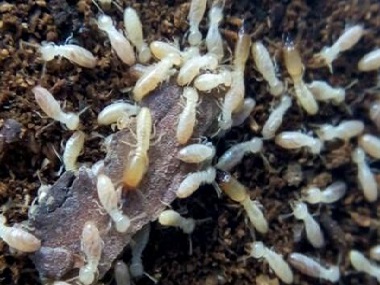 芦苞白蚁预防中心屋檐坍塌疑因白蚁侵袭所致