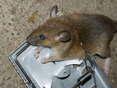 乐平除虫灭鼠公司怎样灭鼠防鼠，如何做好环境防治