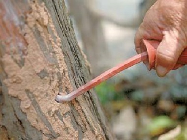 金本消杀白蚁中心桉树如何有效防治白蚁危害