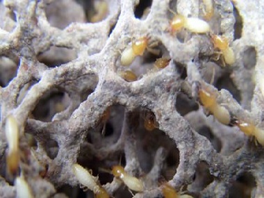 三水白蚁备案中心家庭室内防治白蚁的方法
