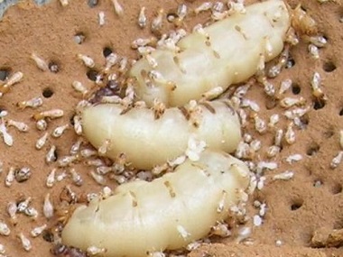 云东海房屋预防白蚁公司如何防治白蚁？白蚁和蚂蚁一样吗？
