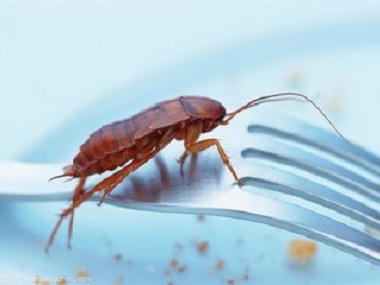 芦苞虫害防控中心专家说蟑螂碰过的东西绝对不能吃