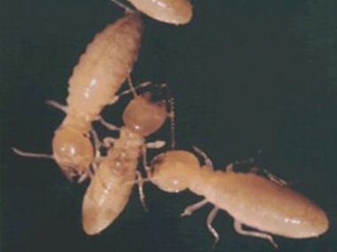 大塘治白蚁专家介绍白蚁的危害，以及白蚁防治方法