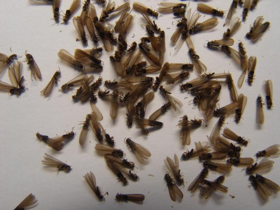 白坭白蚁防治中心如何判断室内黑色飞蚂蚁是不是白蚁