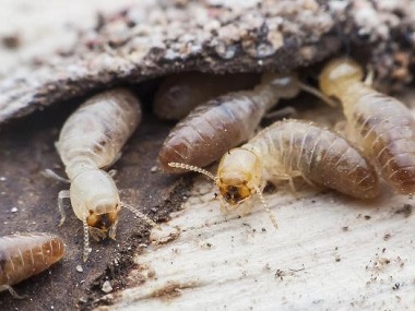 芦苞白蚁预防中心：有白蚁的房子还能住吗？
