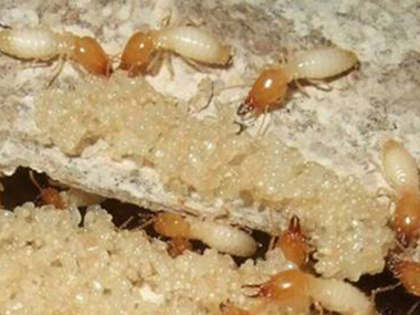 三水灭治白蚁所小区发现白蚁，怎样杀白蚁才能杀干净