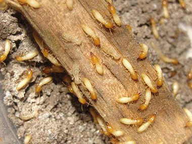 大塘预防白蚁公司白蚁除了吃木头还吃什么