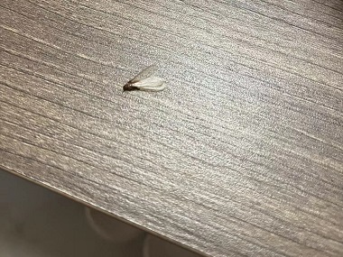 芦苞上门除白蚁中心房屋内怎样彻底消灭白蚁