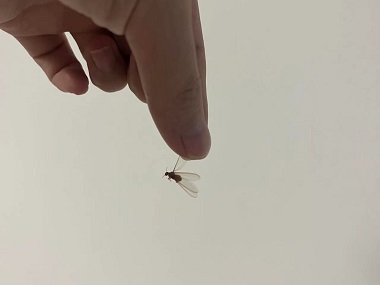 云东海白蚁预防中心白蚁出现在家里意味着什么