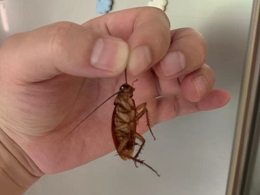 范湖病媒生物防控所：有效避免家里出现蟑螂的方法