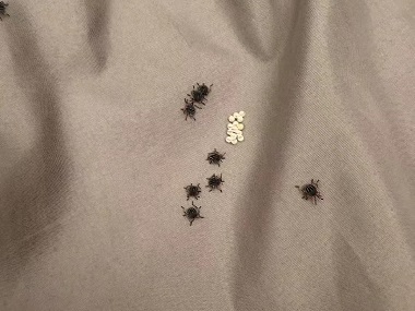 佛山除四害公司臭虫的危害防治措施