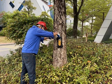 大塘白蚁备案公司如何有效根除樟树上的白蚁