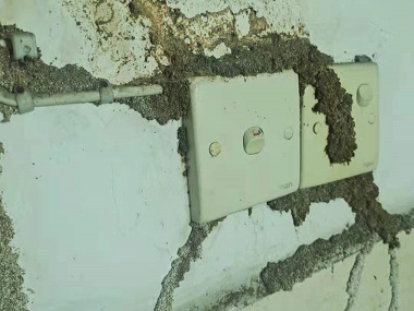 芦苞验收白蚁公司家里凭空冒出来的白蚁，到底是怎么来的？