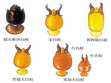 河口白蚁预防中心佛山常见的白蚁种类大盘点！